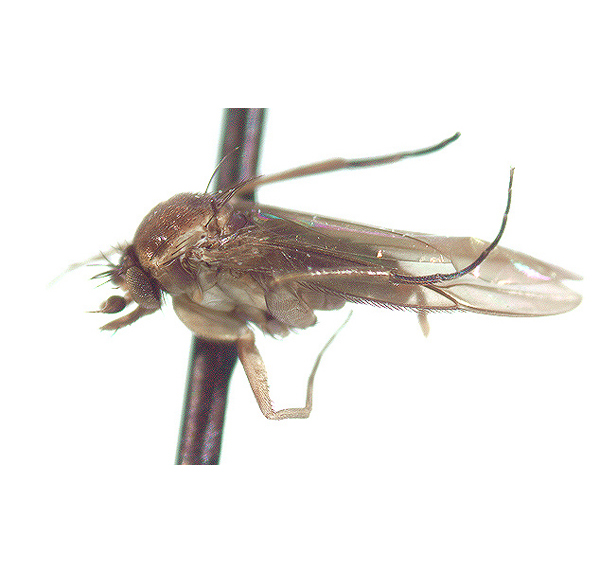 https://phorid.net/phoridae/uploads_genera/Adelopteromyia-lateral.jpg