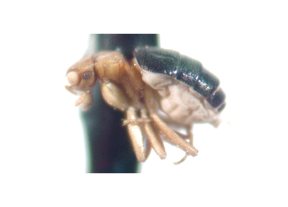 https://phorid.net/phoridae/uploads_genera/Adenophora-lateral.jpg
