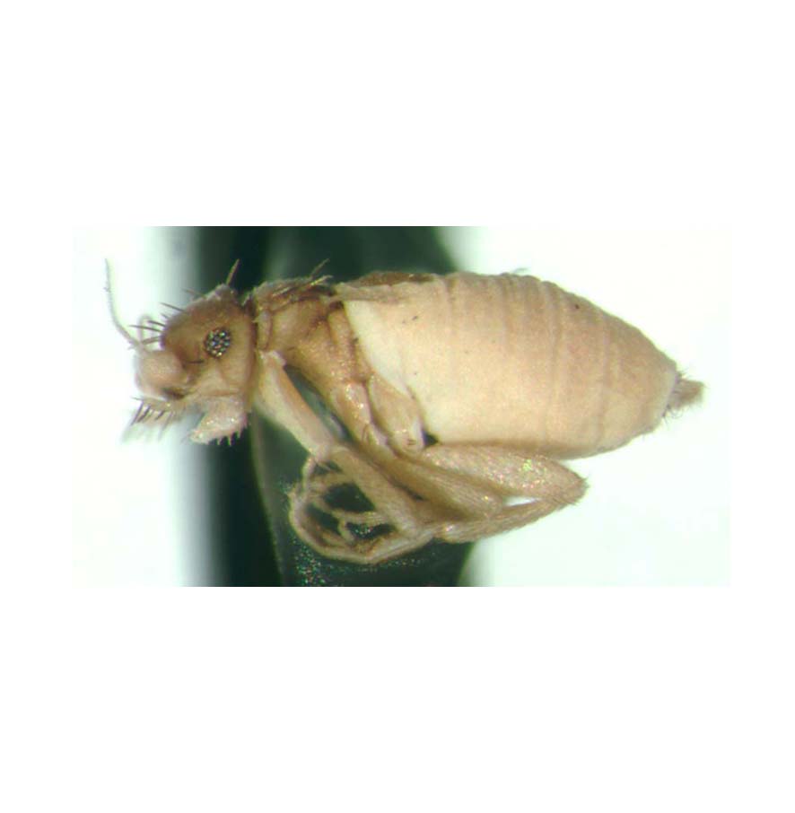 https://phorid.net/phoridae/uploads_genera/Ecitomyia-lateral.jpg